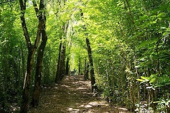 Foret tropicale en Martinique